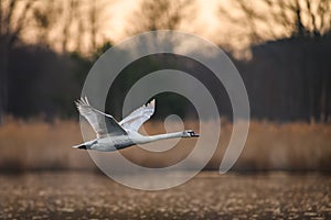 The mute swan Cygnus olor takes off from the pond and flies above the water. In the background is a forest and the rising sun.