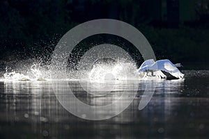 A mute swan taking off from a lake with full speed.