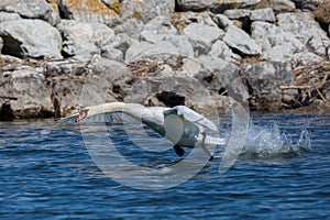 Mute swan cygnus olor taking off from water surface