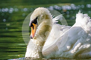 Mute swan (Cygnus olor) on Thames River
