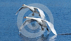 Mute swan, Cygnus olor. Two birds flying low over the river, coming in for a landing