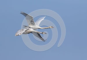 Mute swan, Cygnus olor. Two swans in flight against the sky