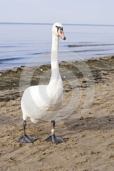 Mute swan, Cygnus olor, walking on sand beach at sea shoreline, close-up portrait, selective focus, shallow DOF