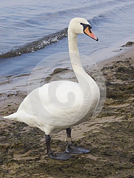 Mute swan, Cygnus olor, walking on sand beach at sea shoreline, close-up portrait, selective focus, shallow DOF