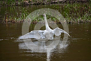 The mute swan Cygnus olor on the water of a small river. A beautiful white bird