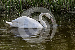 The mute swan Cygnus olor on the water of a small river. A beautiful white bird