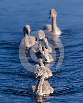 Mute swan, Cygnus olor. Young birds swim on the morning river one after another