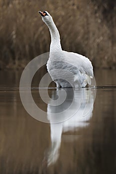 Labuť veľká cygnus olorveľký biely vták stojaci vo vode, tmavohnedé pozadie trstiny, biely odraz