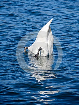 Mute swan dabbling