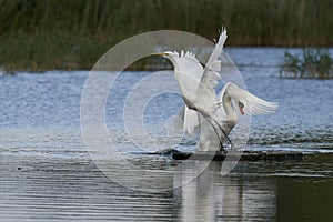 Mute Swan displaces Great White Egret on the Somerset Levels