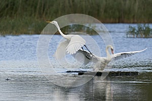 Mute Swan displaces Great White Egret on the Somerset Levels
