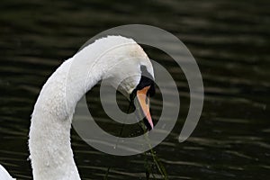 Mute Swan Eating Close Up