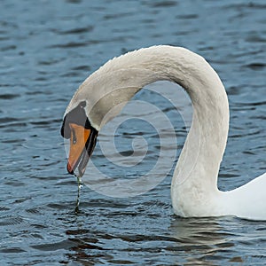 Mute Swan Eating