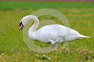 Mute swan eating grass on a meadow