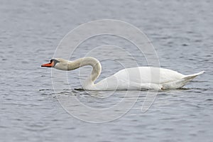 Mute Swan extending its neck to show aggression