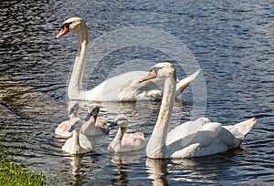 Mute Swan Familiy with the two adult and four cygnets