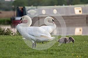 Mute Swan family, with cygnet