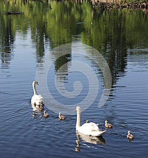 Mute Swan family on its first outing