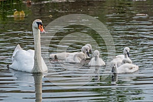 Mute swan family swimming along the Huron river