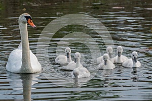 Mute swan family swimming along the Huron river - Michigan