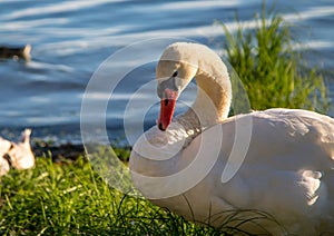 Mute swan female is observing her youngs at a lake in Germany
