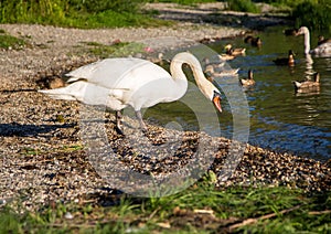 Mute swan female is observing her youngs at a lake in Germany