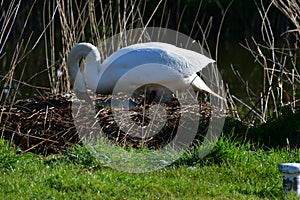 Mute Swan Female (Pen) Turning Eggs