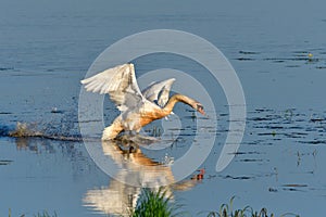 Mute swan in fight in spring