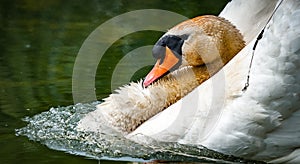 Mute swan with fishing line