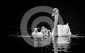 Mute Swan with five young swans on sunny Spring day in calm water, black and white