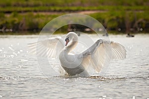 Mute swan flapping wings Cygnus olor.