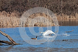 A mute swan flies near goose