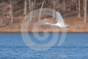 Mute Swan Flies Over A Blue Lake