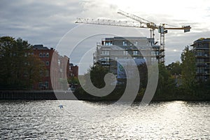 A mute swan flies over the Spree River in October. Berlin, Germany