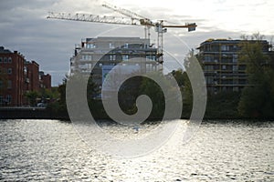 A mute swan flies over the Spree River in October. Berlin, Germany