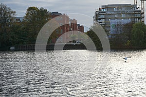 A mute swan flies over the Spree River in October. Berlin, Germany