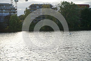 A mute swan flies over the Spree River in October. Berlin, Germany