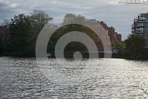 A mute swan flies over the Spree River in October. Berlin, Germany