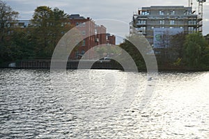 A mute swan flies over the Spree River in October. Berlin, Germany