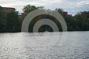 A mute swan flies over the Spree River in October. Berlin, Germany