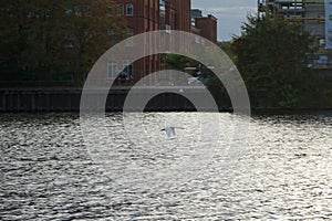 A mute swan flies over the Spree River in October. Berlin, Germany