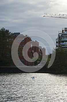 A mute swan flies over the Spree River in October. Berlin, Germany