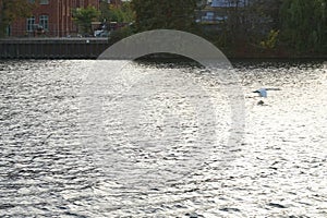 A mute swan flies over the Spree River in October. Berlin, Germany