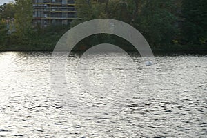 A mute swan flies over the Spree River in October. Berlin, Germany