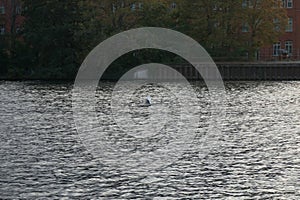 A mute swan flies over the Spree River in October. Berlin, Germany