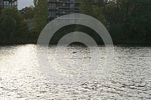 A mute swan flies over the Spree River in October. Berlin, Germany