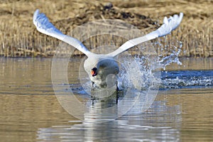 Mute swan in flight