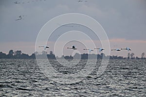 Mute Swan in flight, Baltic Sea , Germany