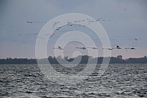 Mute Swan in flight, Baltic Sea , Germany