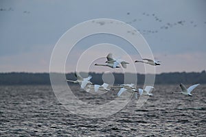 Labuť velká v letu, Baltské moře, Německo